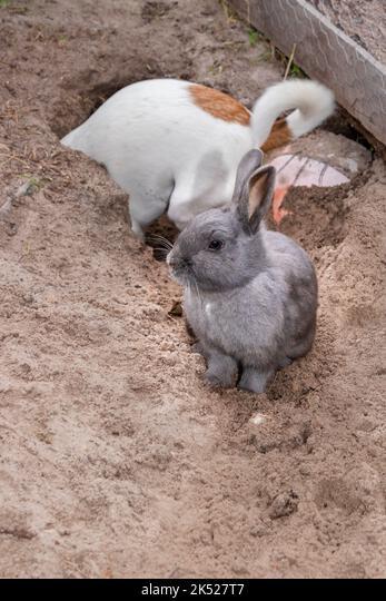 Why do rabbits dig holes then fill them in _A white rabbit inside a burrowed hole and a young rabbit sitting and looking on outside the hole