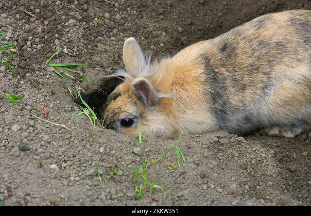 Why do rabbits dig holes then fill them in _A young yellow rabbit burrowing a hole