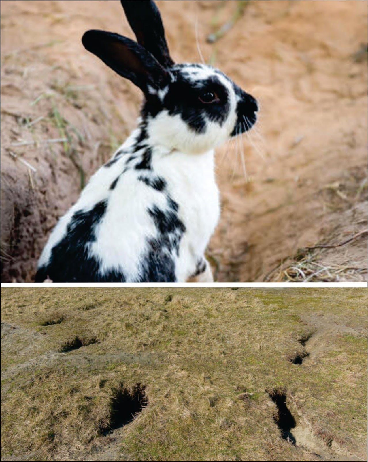 Why do rabbits dig holes then fill them in_A white and black adult rabbit on land and a burrow of rabbit holes dug in the soil
