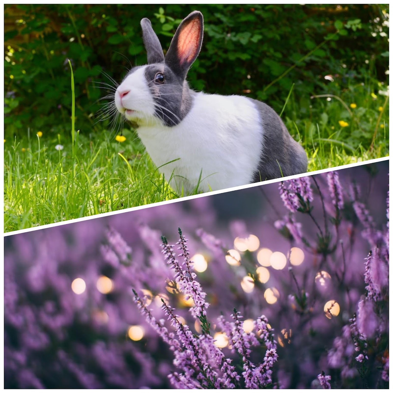 Can Rabbits Eat Lavender_Innocent Rabbit staring in the field