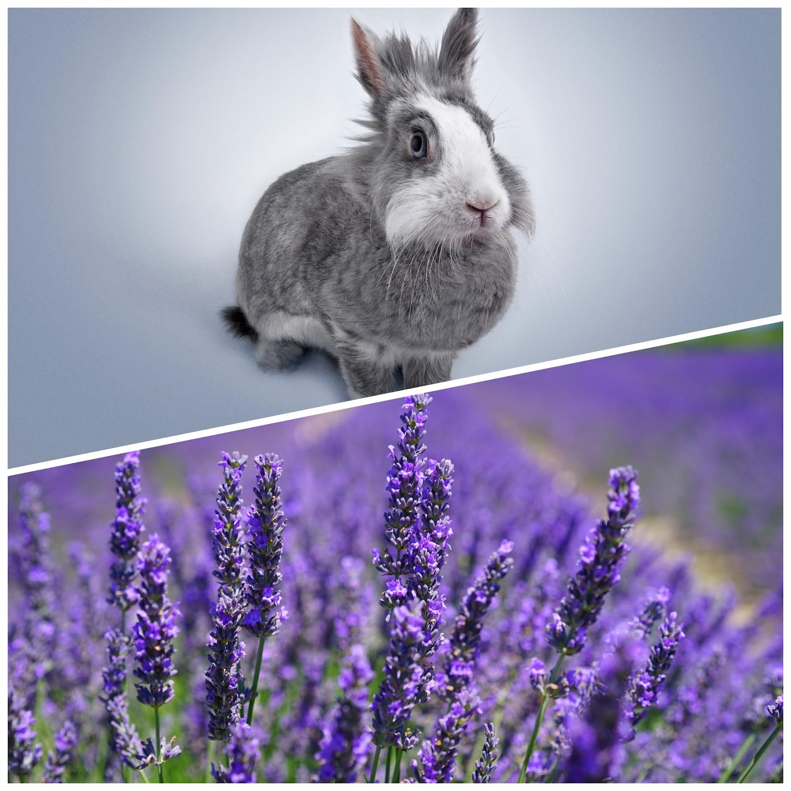 Can Rabbits Eat Lavender_Innocent Rabbit staring in the field