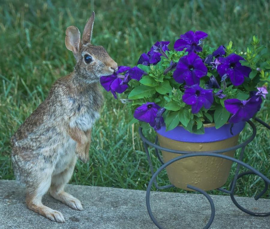 Can Rabbits Eat Lavender_Rabbit eating flower