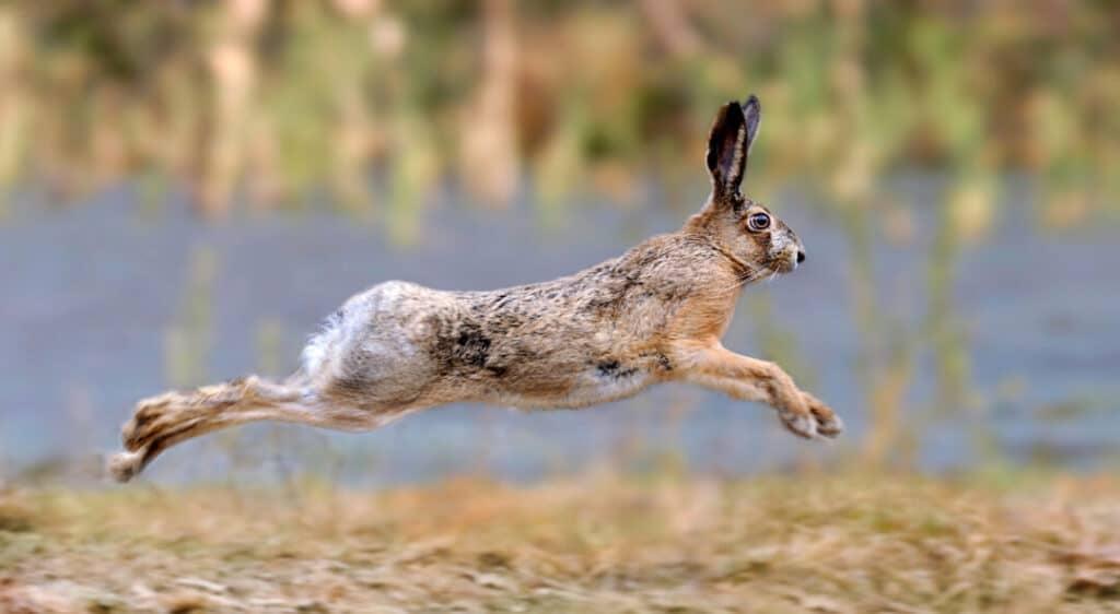 Can Rabbits Swim_an image of a rabbit hopping