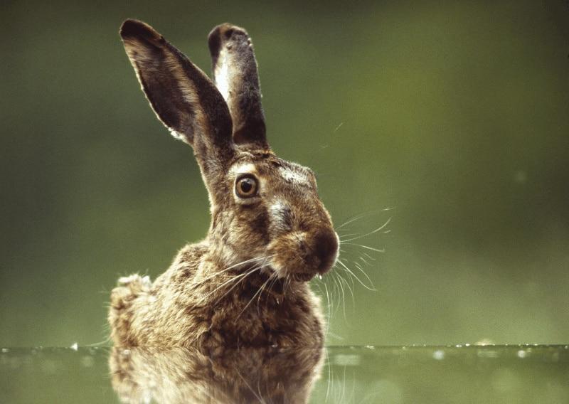 Can Rabbits Swim_an image of a rabbit in water