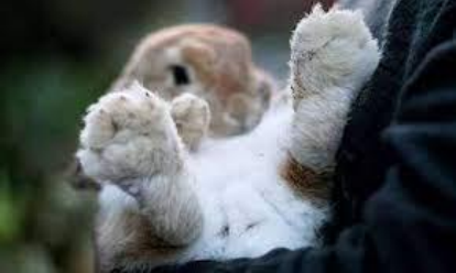 How many toes do rabbits have_an image of a rabbit toes