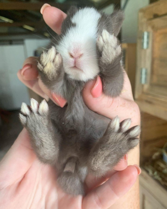 How many toes do rabbits have_an image of a rabbit’s toes