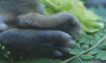 How many toes do rabbits have_rabbit's toes