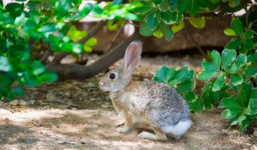 What Eats A Rabbit_Top Rabbit Predators_Rabbit Protection Against Predator