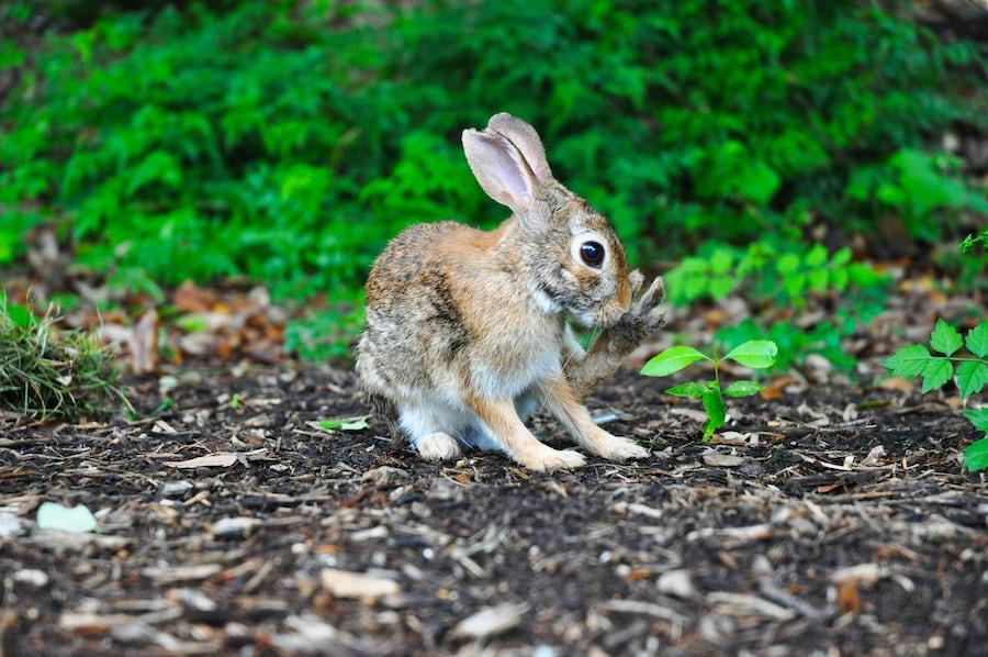 What Eats A Rabbit_Top Rabbit Predators_Rabbit in the bush