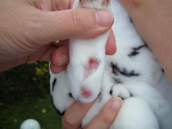how many toes do rabbits have_white rabbit's toes