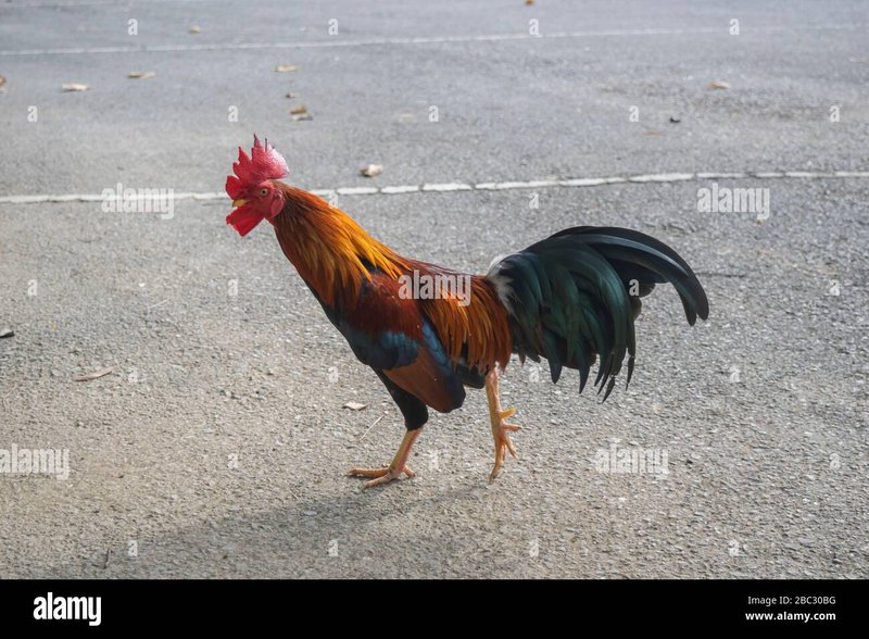Avontuur op de Kippenweg: Kippenweg Gokspel Online Spelen in Nederland, chicken road demo